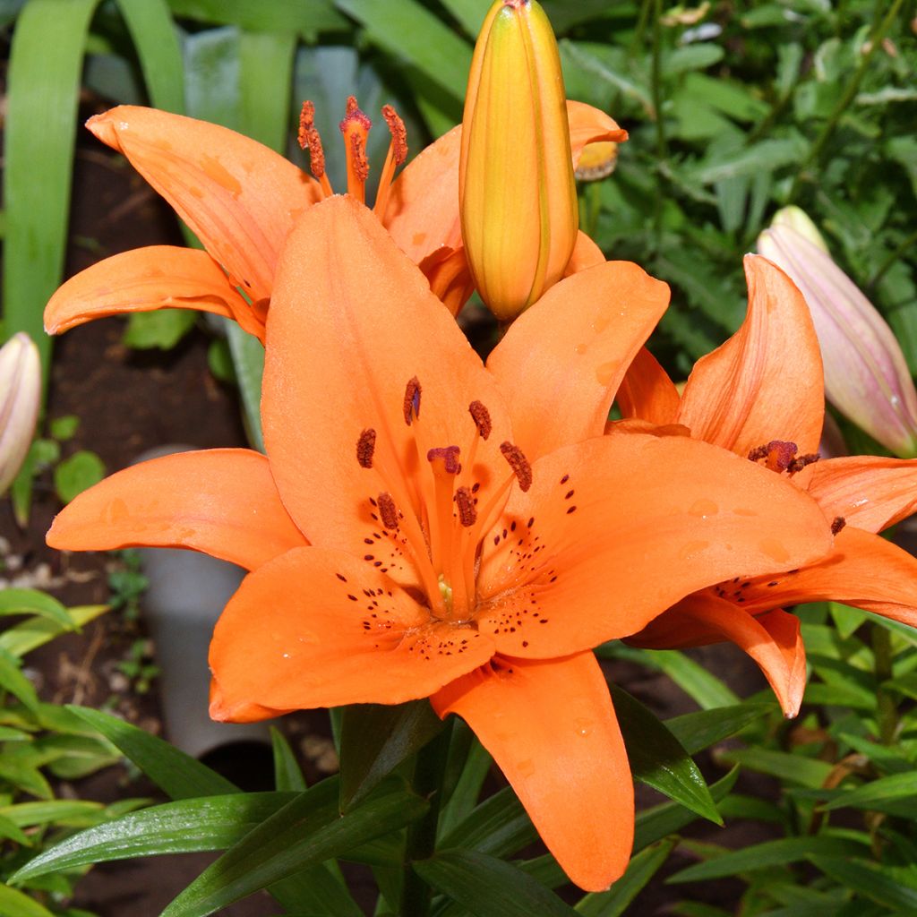 Lilium Tresor - Lily