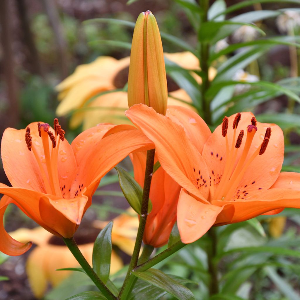 Lilium Tresor - Lily