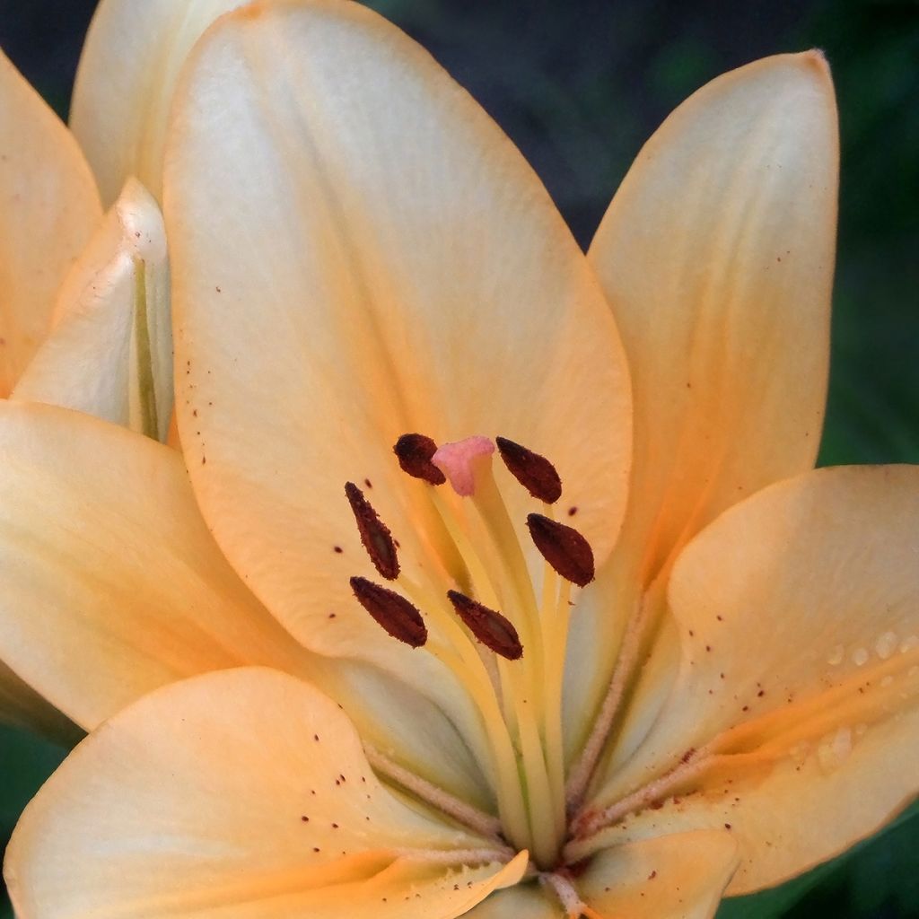 Lilium (x) longiflorum Menton - Easter Lily