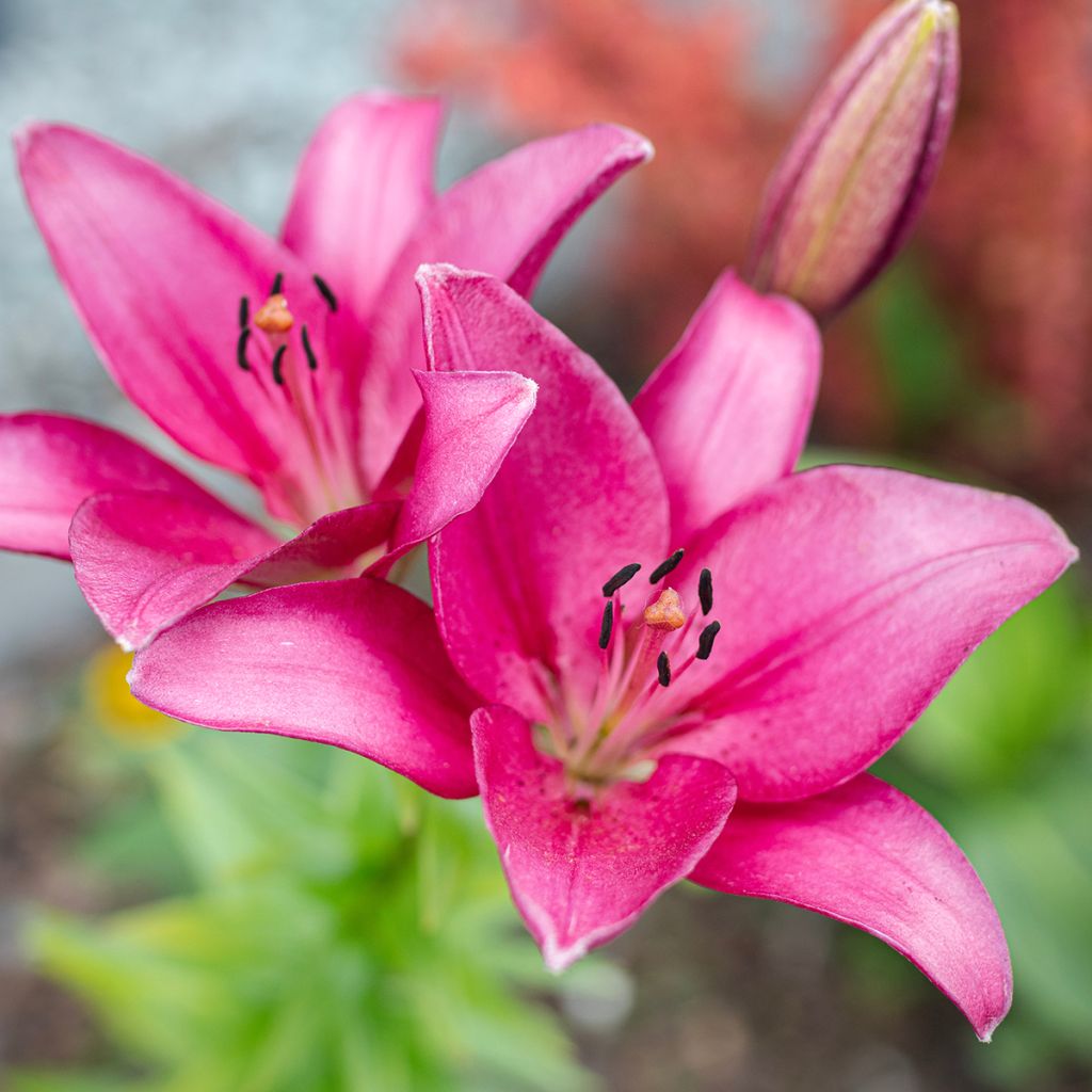 Lilium Sentosa - Lily