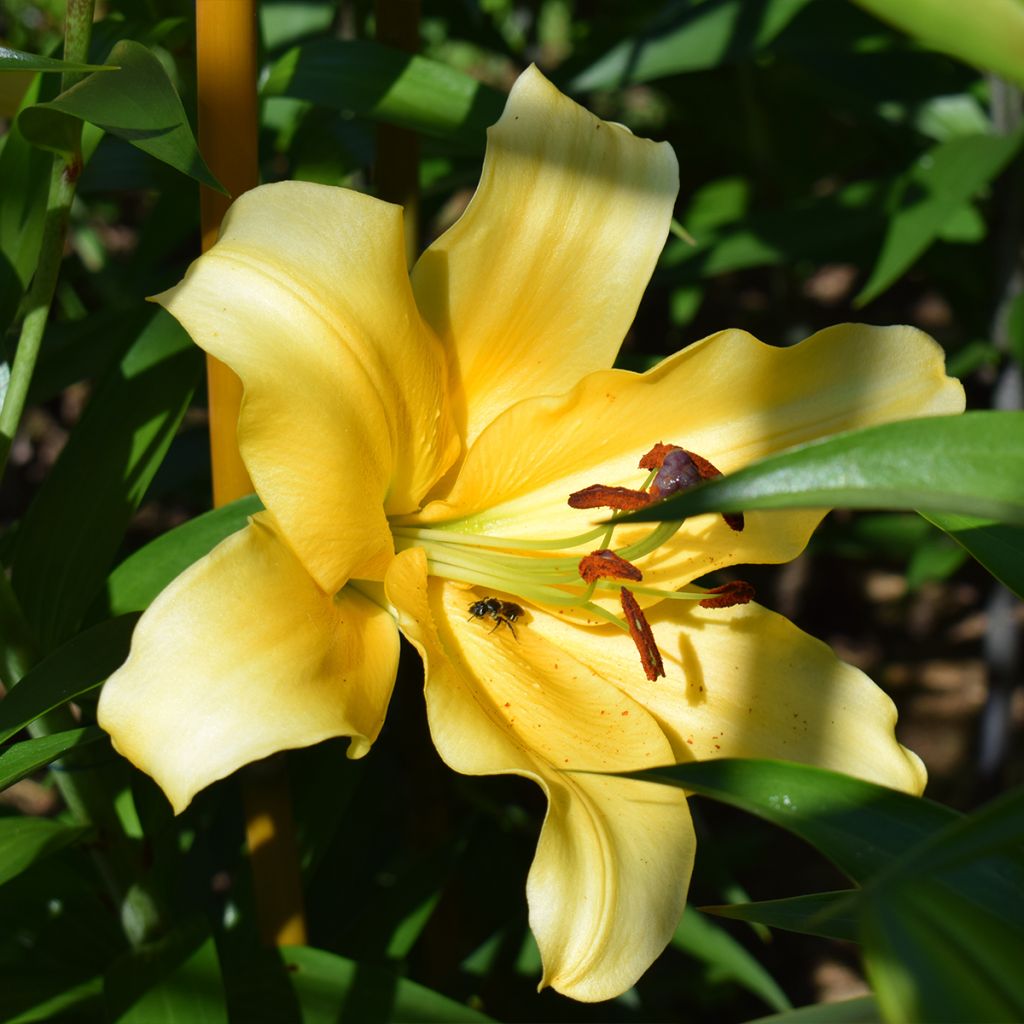 Lilium Corcovado® - Lily
