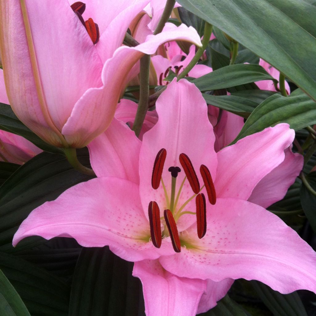 Lilium Mistero