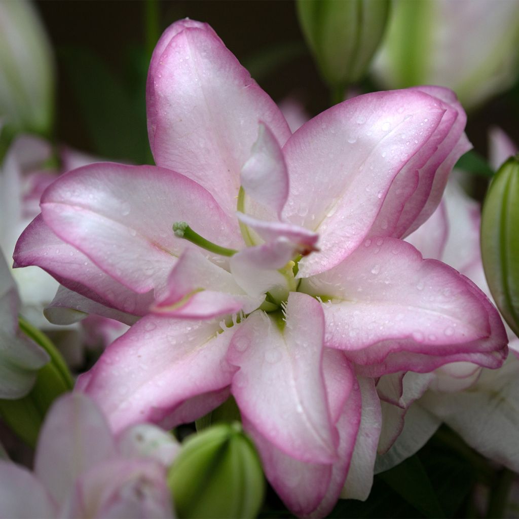 Lilium Roselily Anouska - Lily