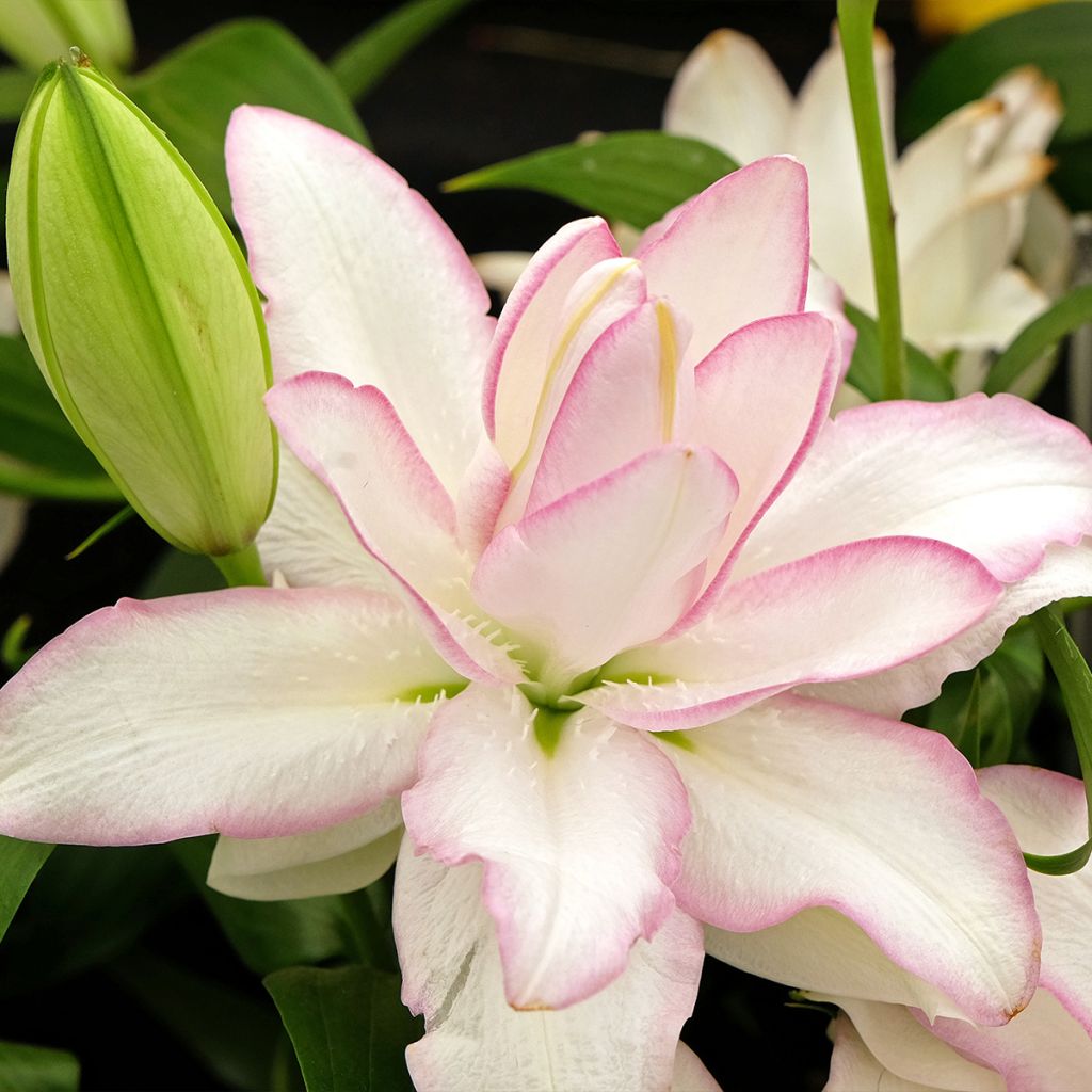 Lilium Roselily Anouska - Lily