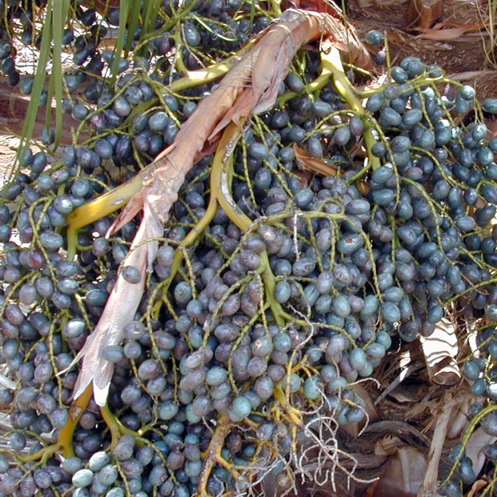 Livistona chinensis - Palmier éventail japonais 