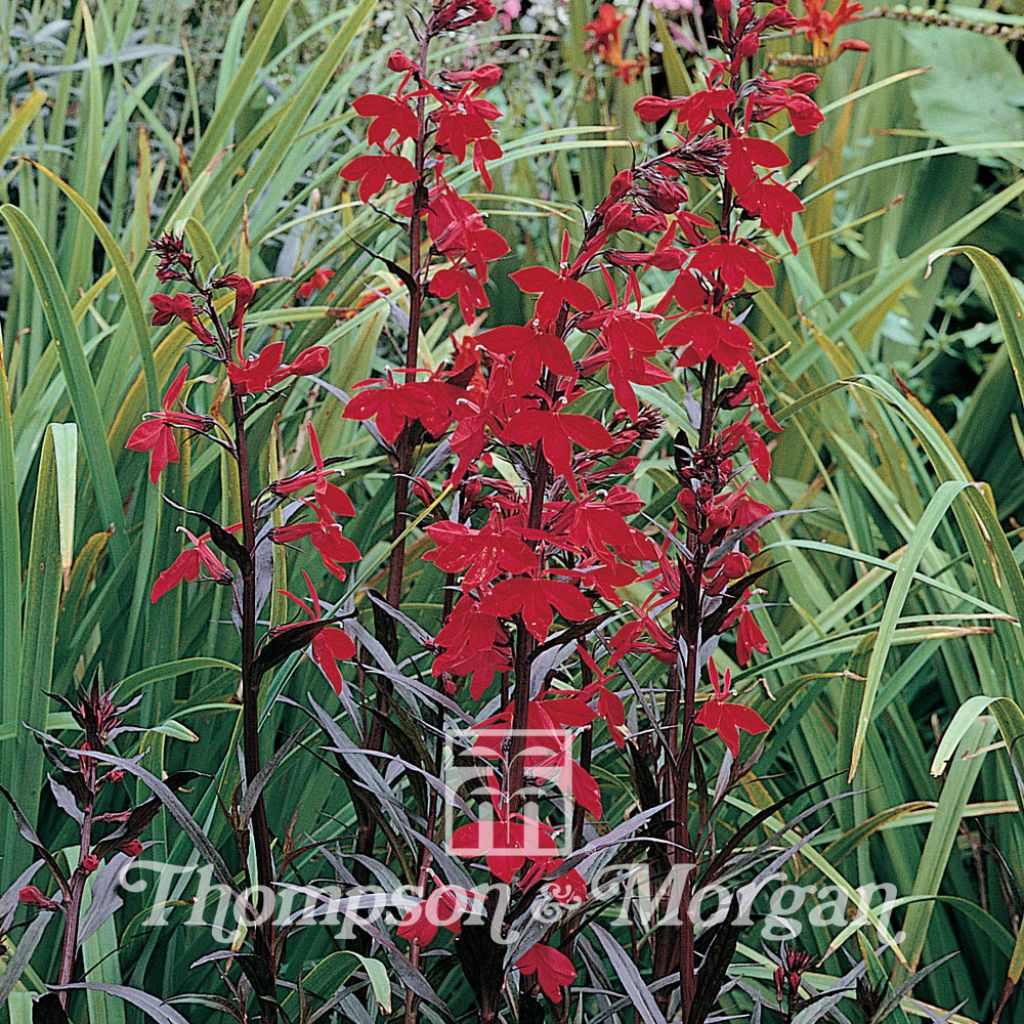 Lobelia cardinalis Queen Victoria - Cardinal Flower seeds