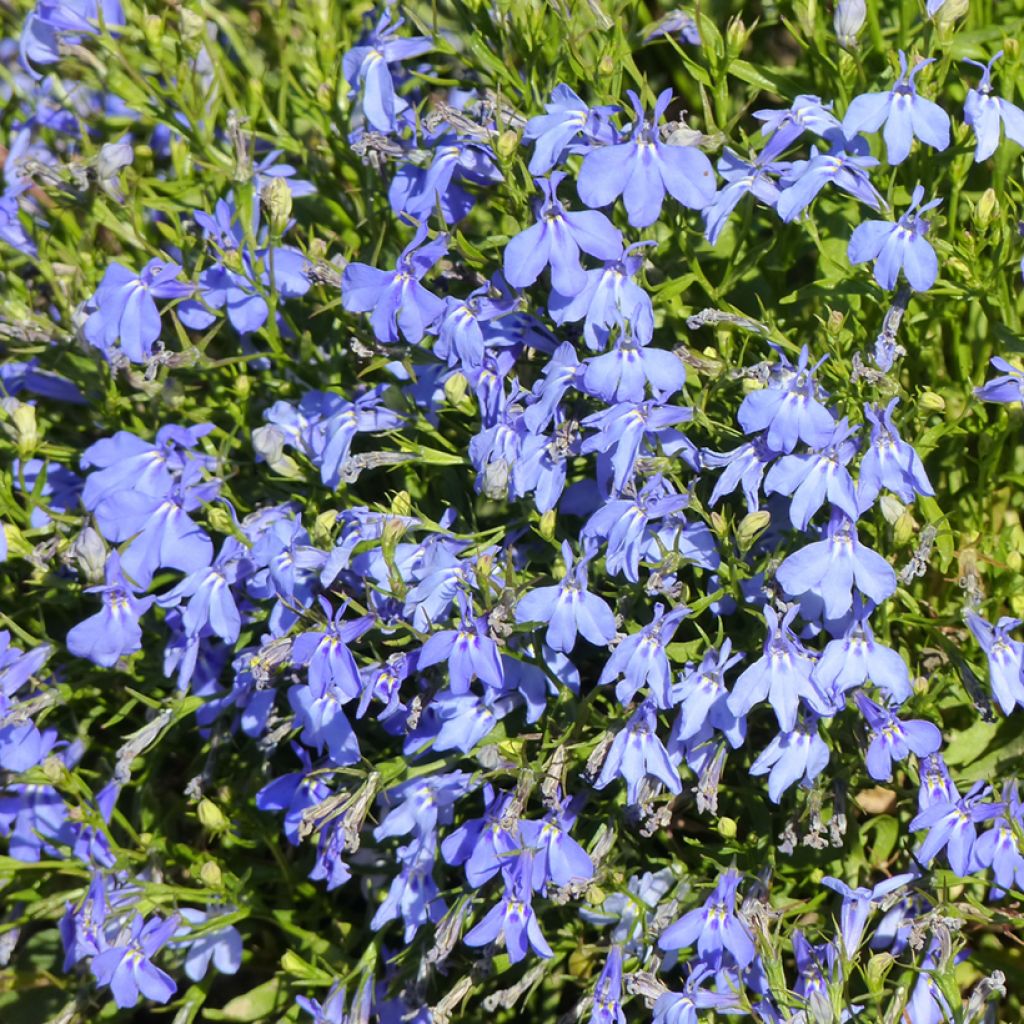 Lobelia erinus Cambridge Blue Seeds