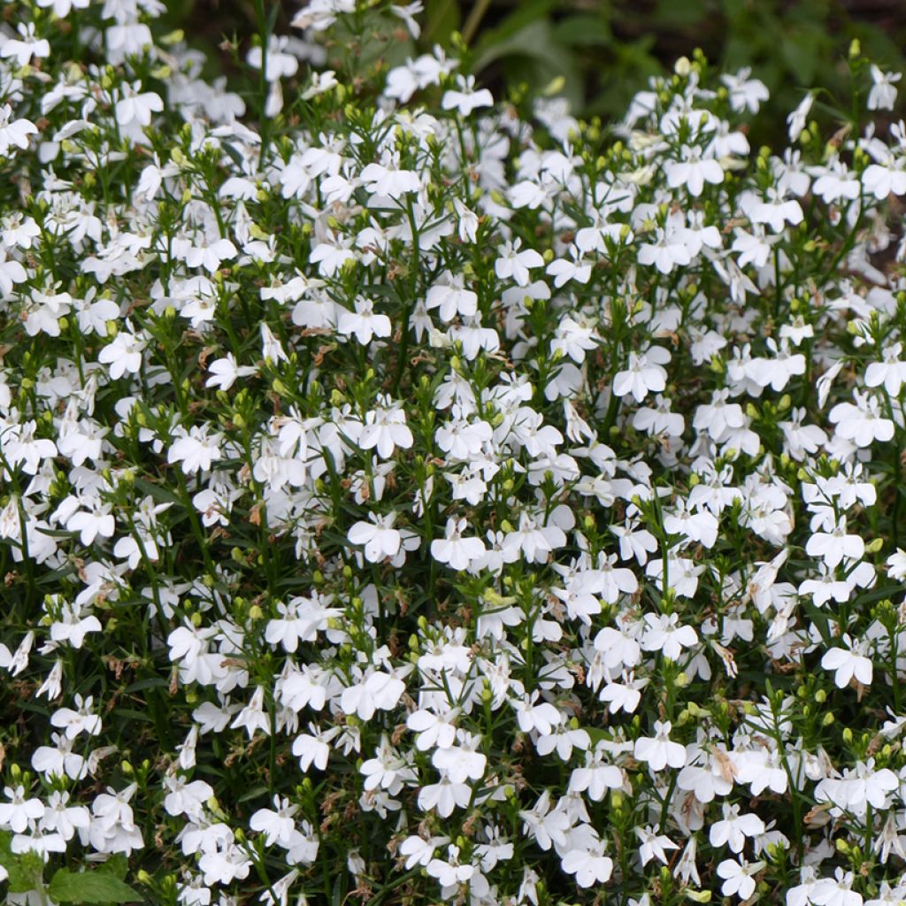 Lobelia erinus White Lady Seeds