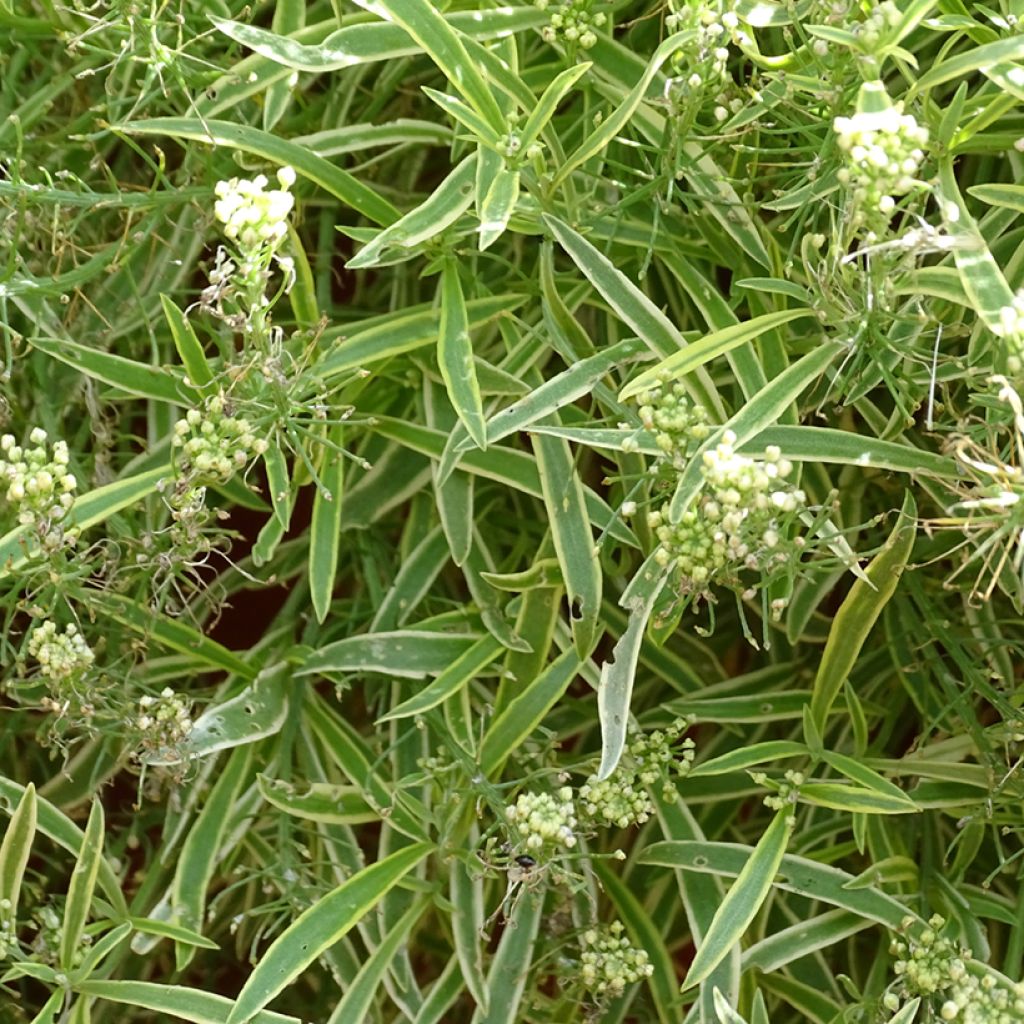 Lobularia maritima Primavera Princess - Sweet Alyssum