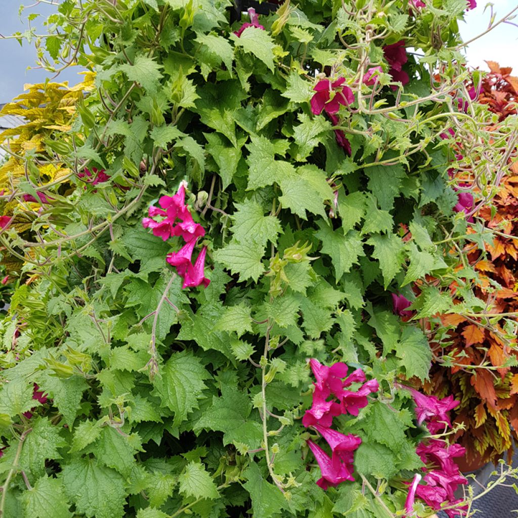 Lophospermum scandens Rosea - Climbing Gloxinia