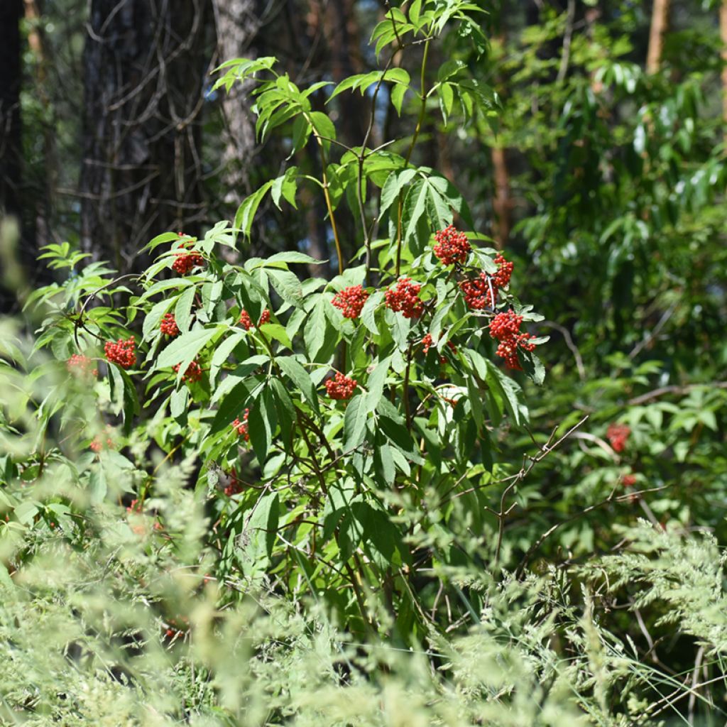 Lonicera maackii 