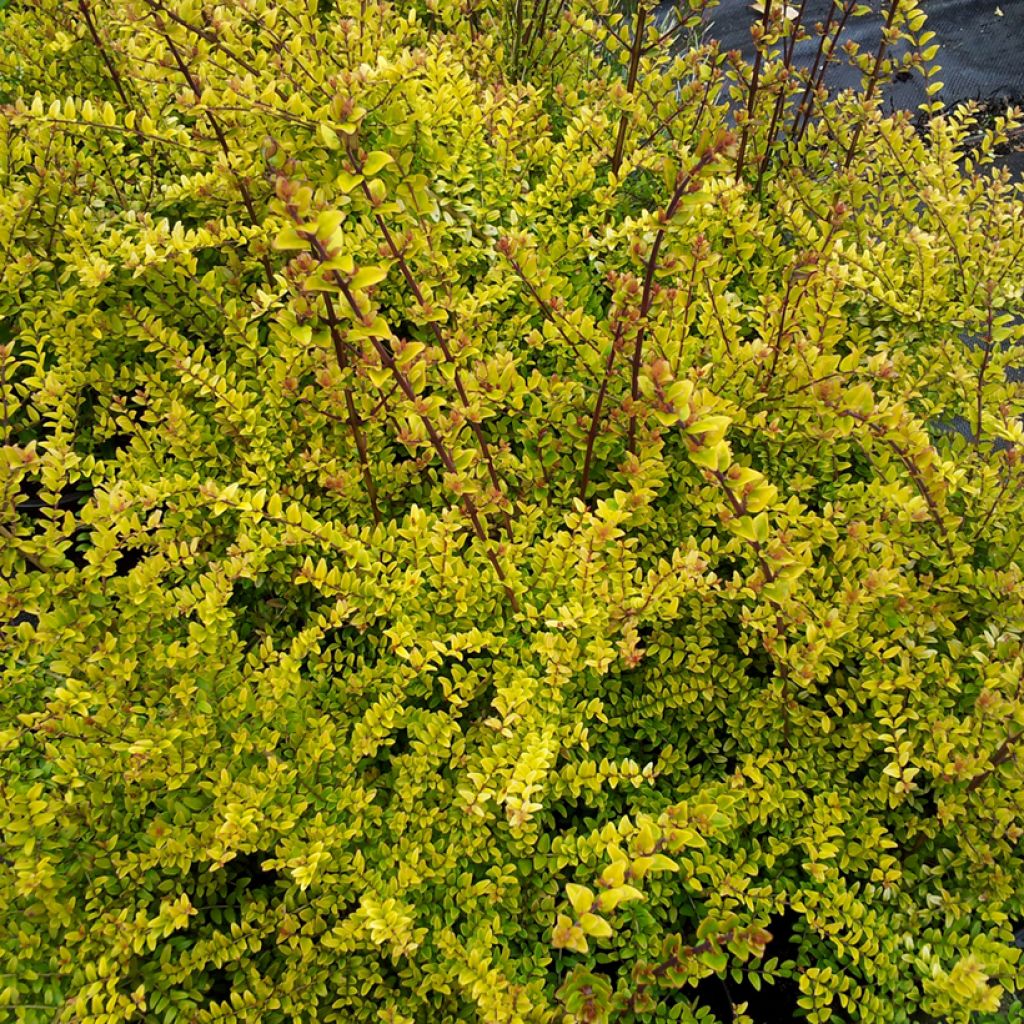 Lonicera nitida Baggesens Gold - Box Honeysuckle