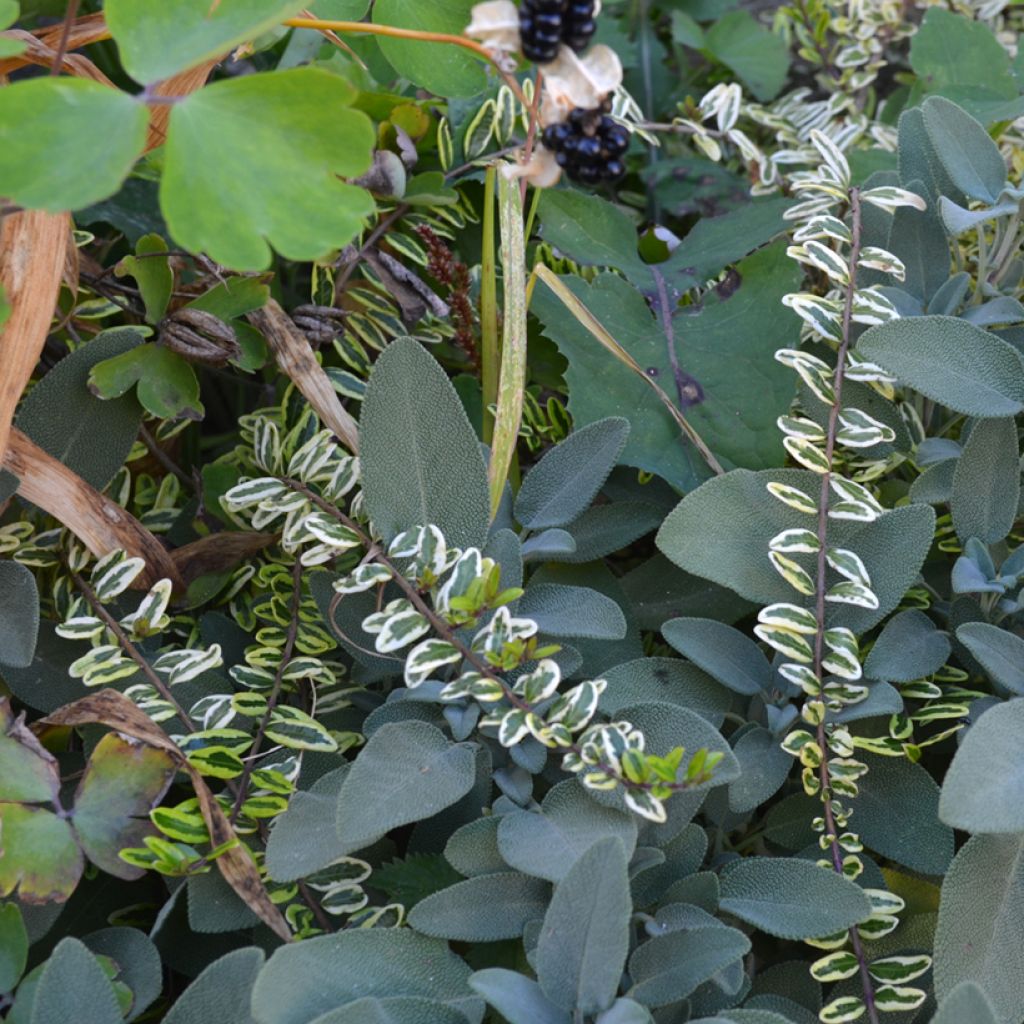 Lonicera nitida Lemon Beauty - Box Honeysuckle