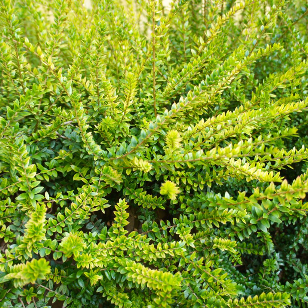 Lonicera nitida Twiggy - Box Honeysuckle