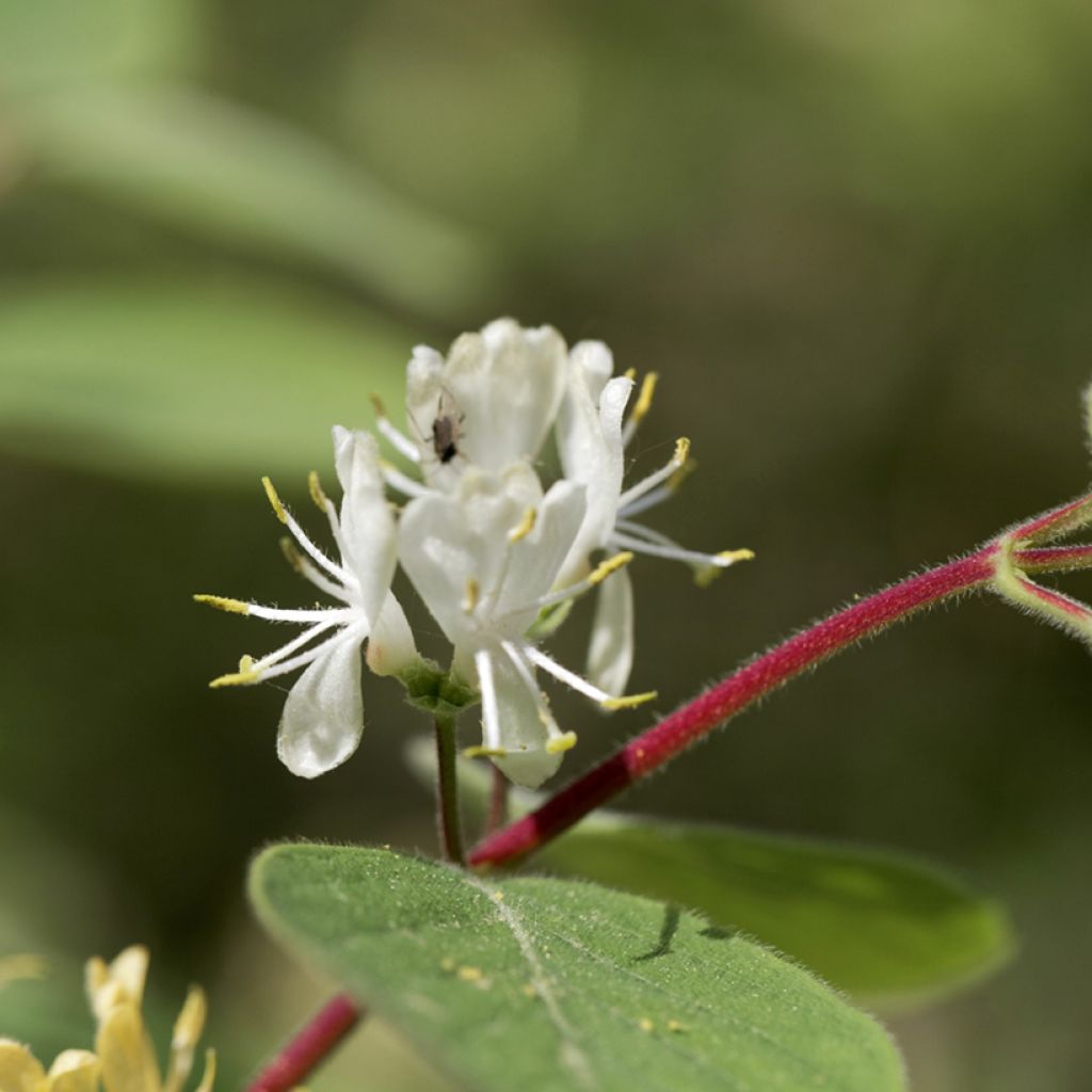 Lonicera xylosteum