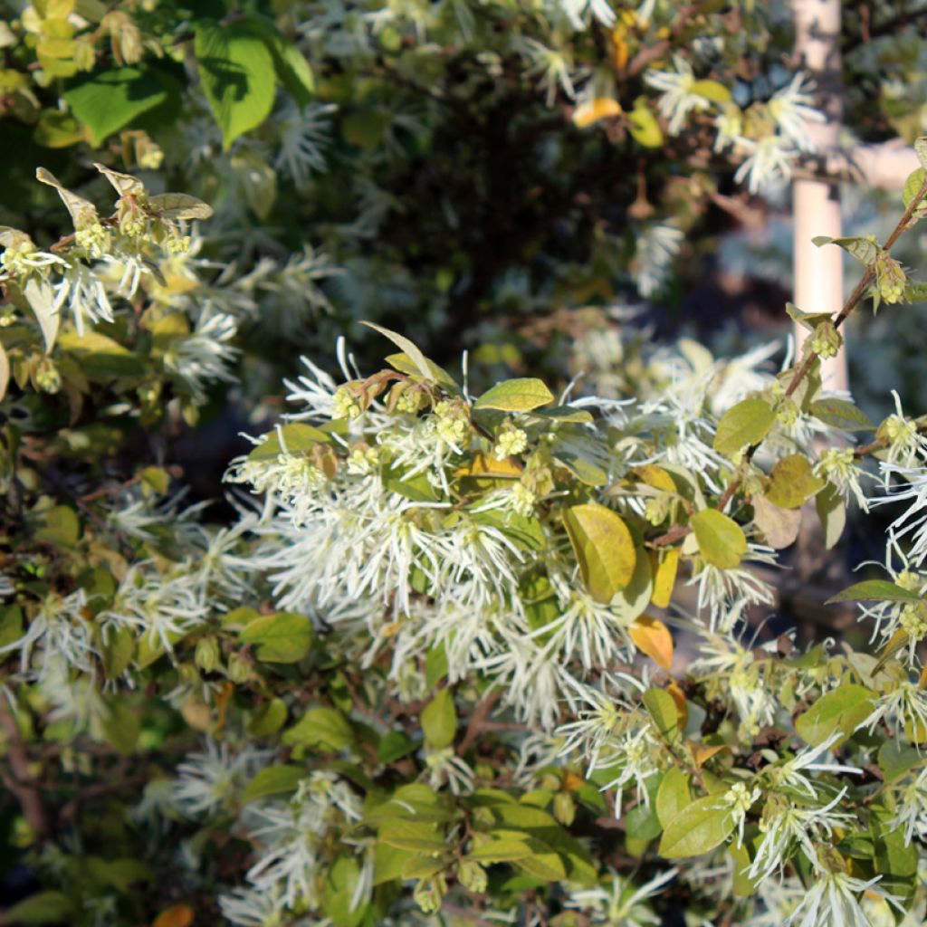 Loropetalum chinense Carolina Moonlight