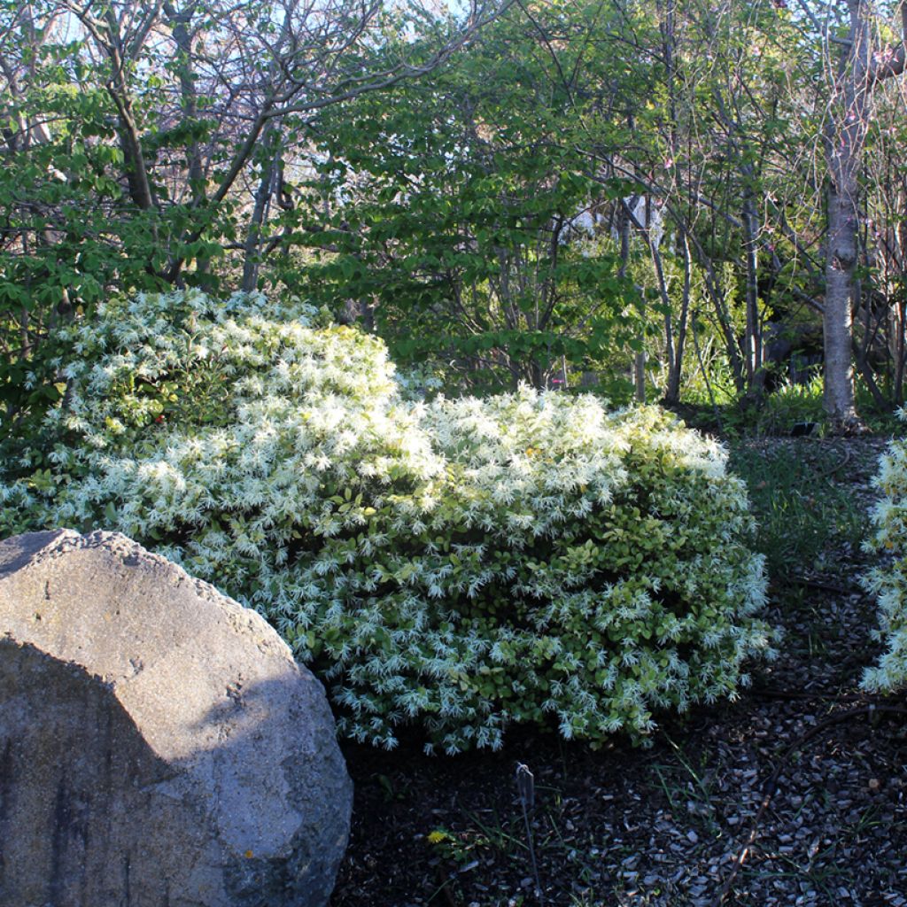 Loropetalum chinense Carolina Moonlight