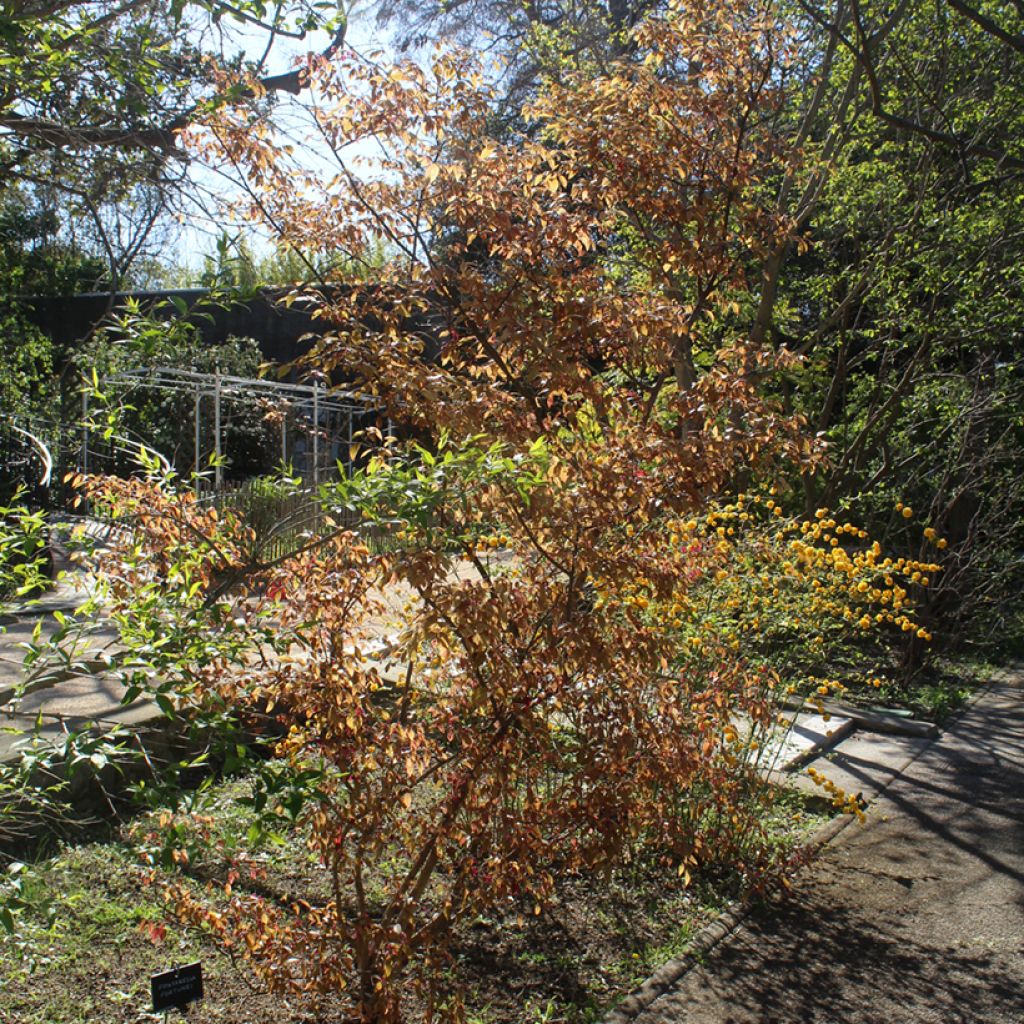 Loropetalum chinense