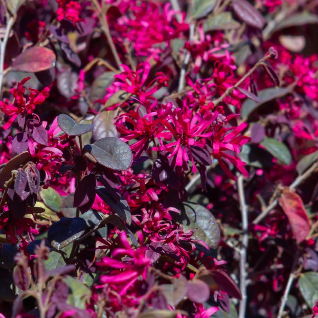 Loropetalum chinense var. rubrum Rose in Black - Chinese witch hazel