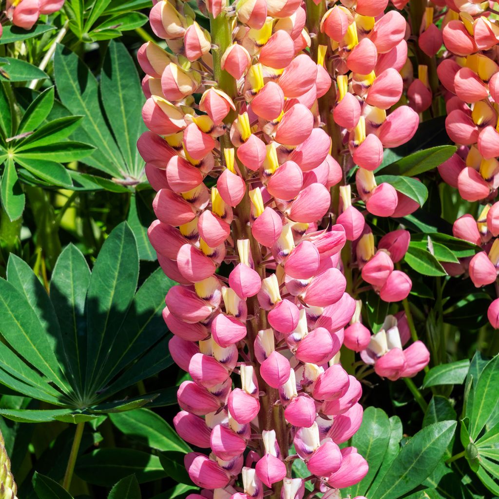 Lupinus polyphyllus The Chatelaine