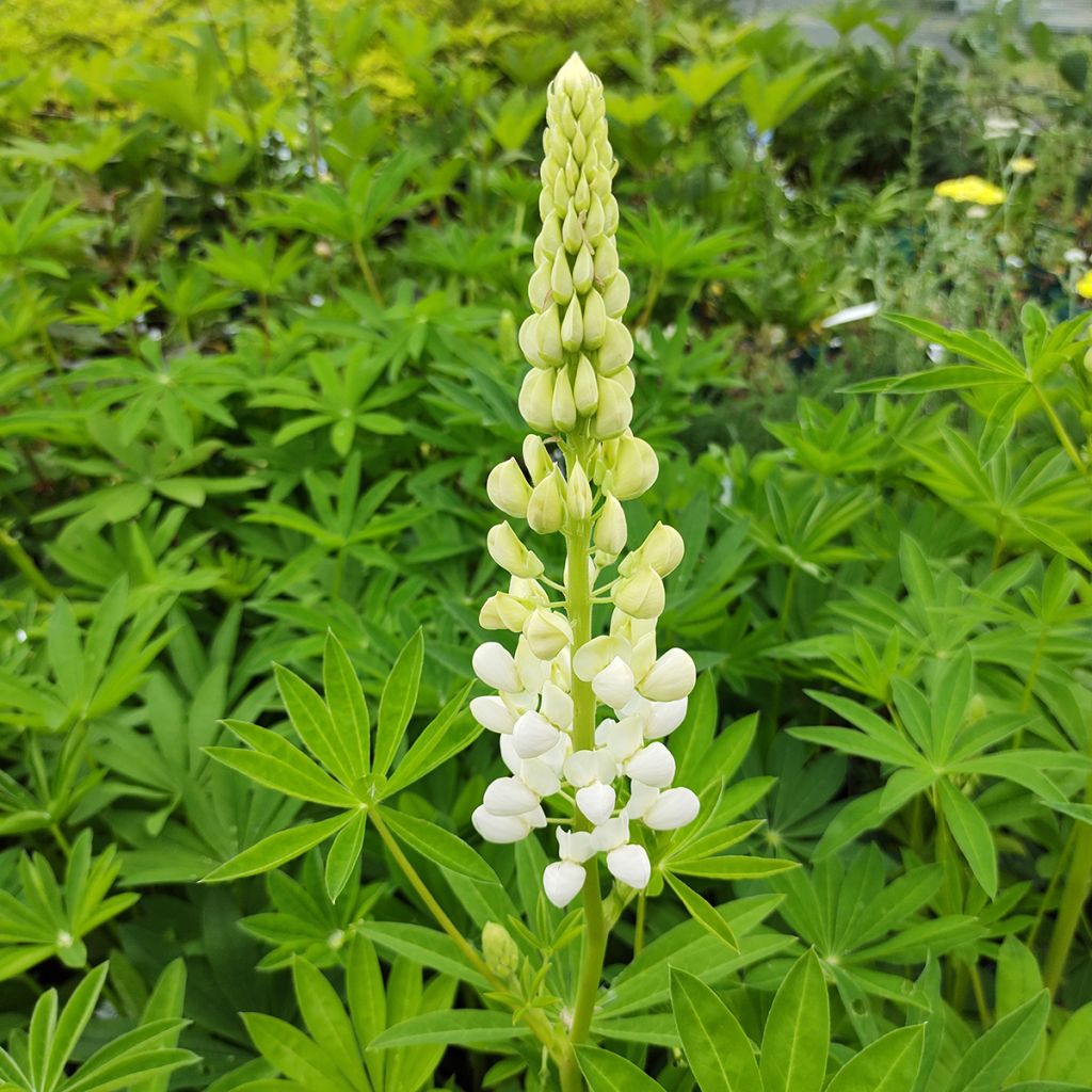 Lupinus polyphyllus Noblemaiden