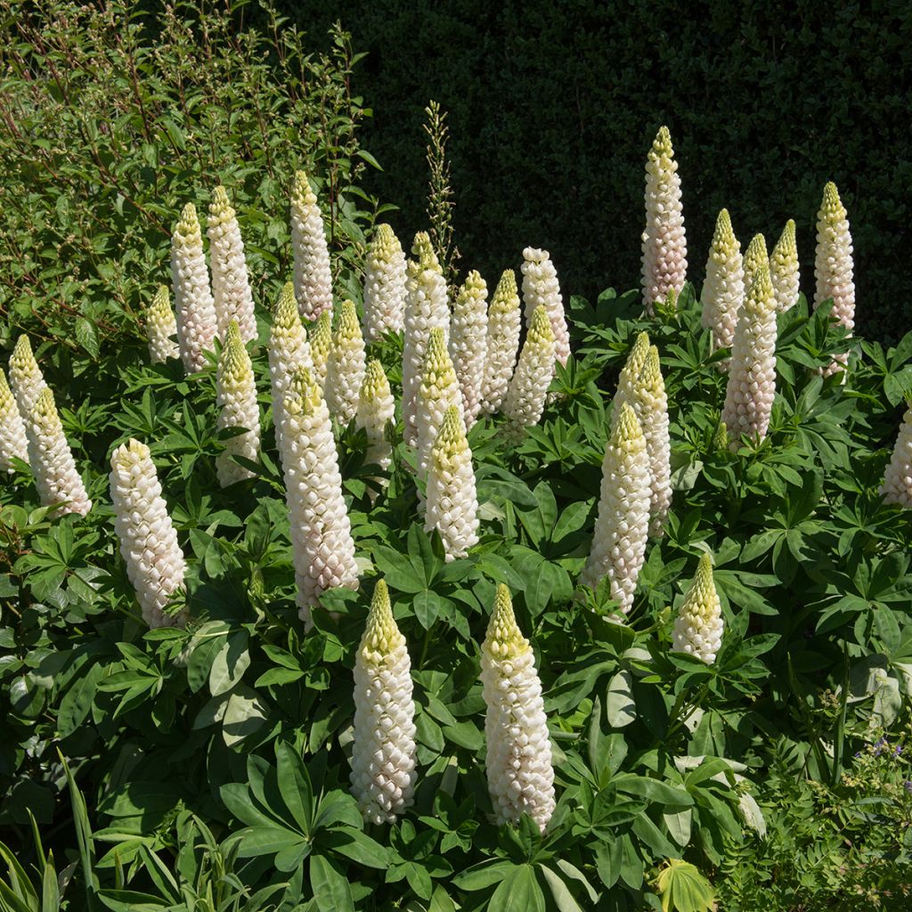 Lupinus polyphyllus Noblemaiden