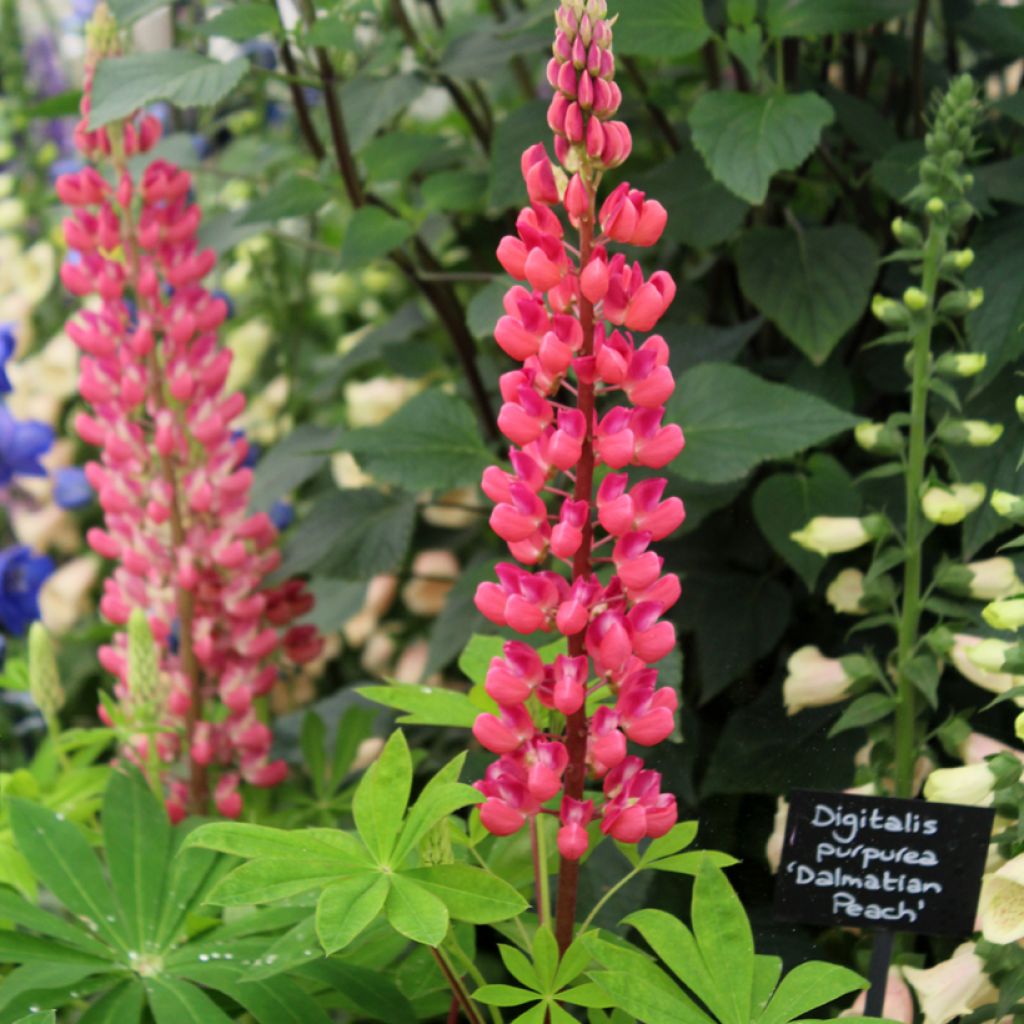 Lupinus polyphyllus My Castle