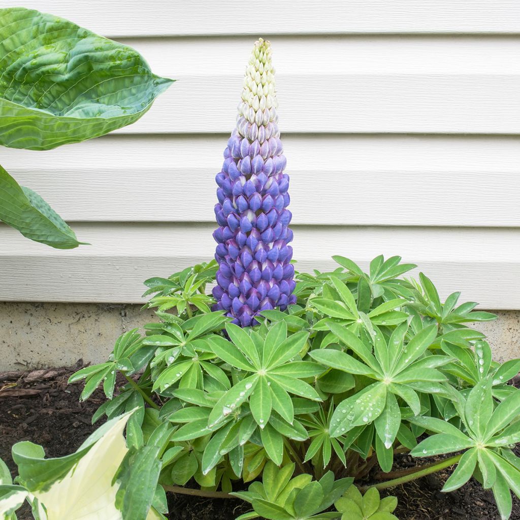 Lupinus polyphyllus West Country Persian Slipper