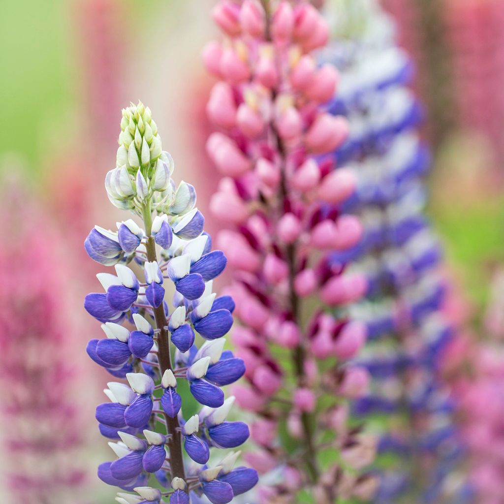 Lupinus polyphyllus West Country Persian Slipper