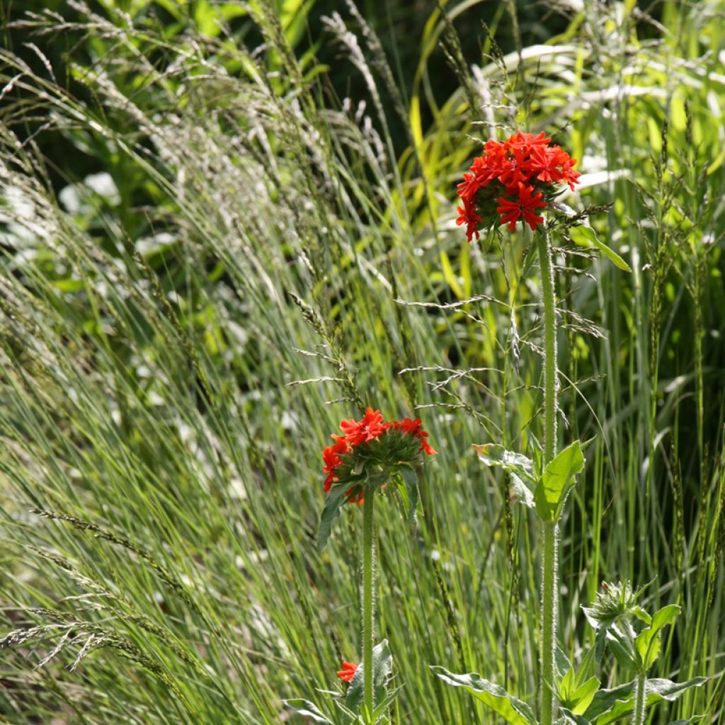 Lychnis chalcedonica Flore Pleno