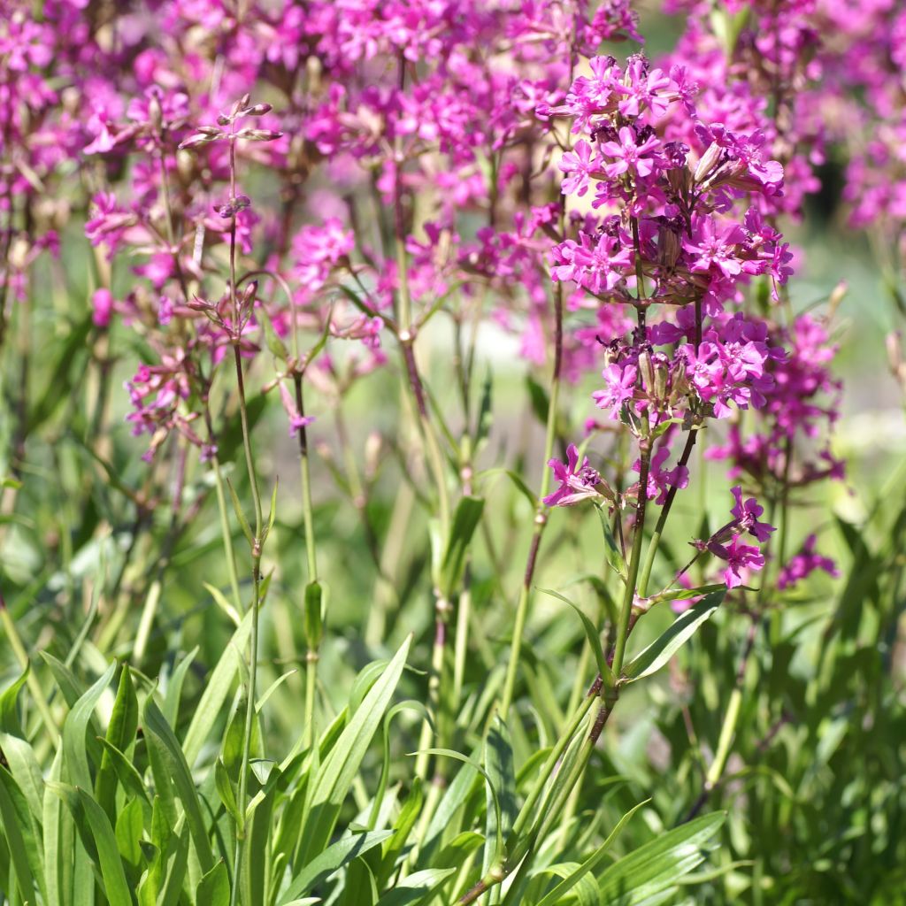 Lychnis yunnanensis