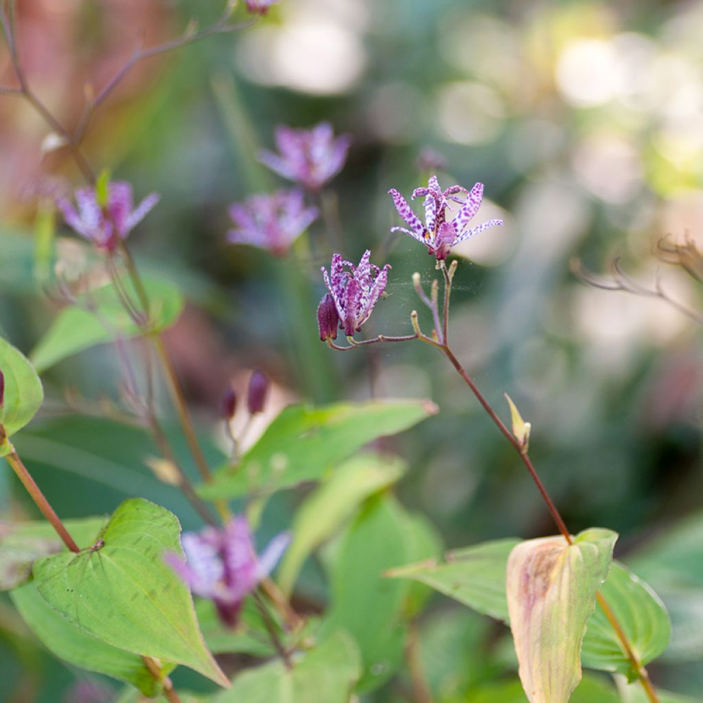 Tricyrtis formosana Pink Freckles - Toad Lily