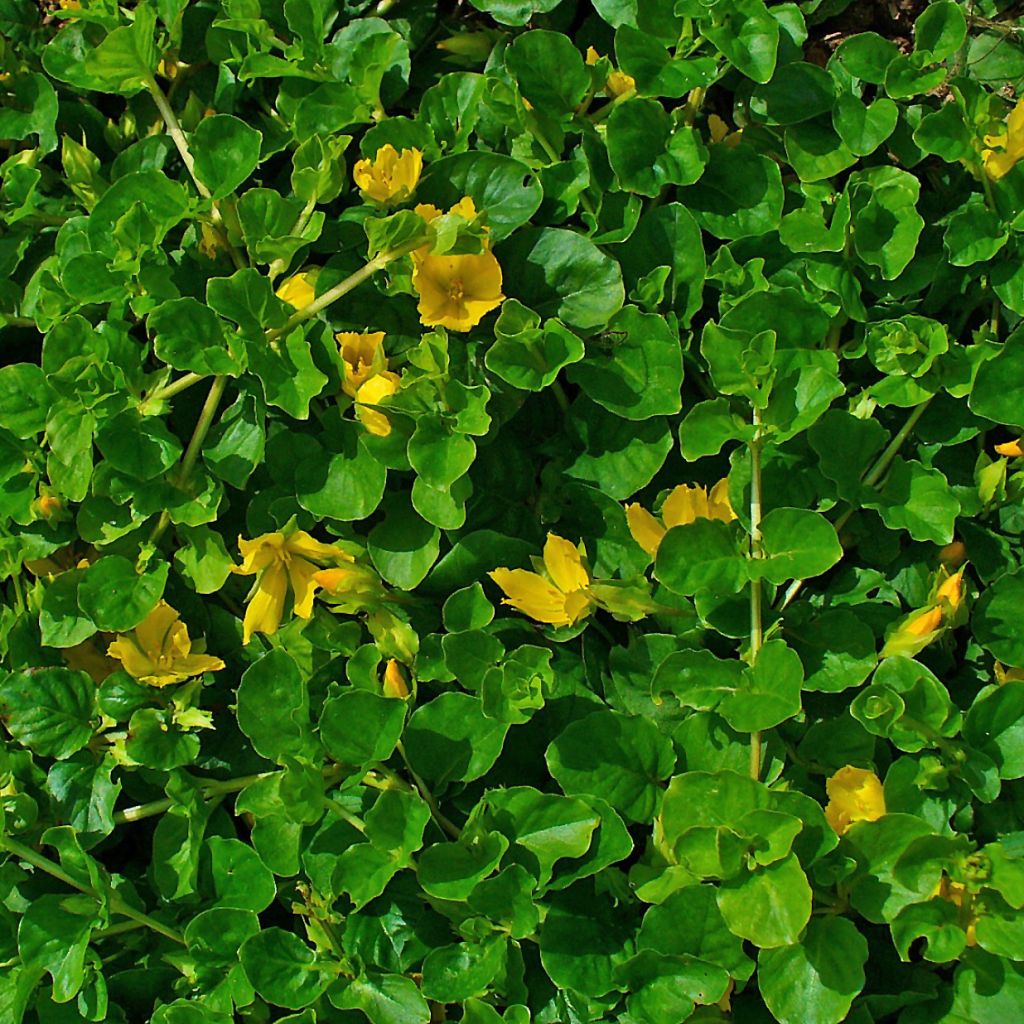 Lysimachia nummularia - Creeping Jenny