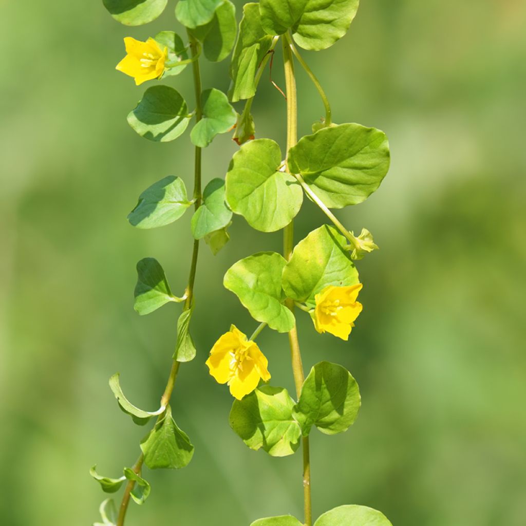 Lysimachia nummularia - Creeping Jenny