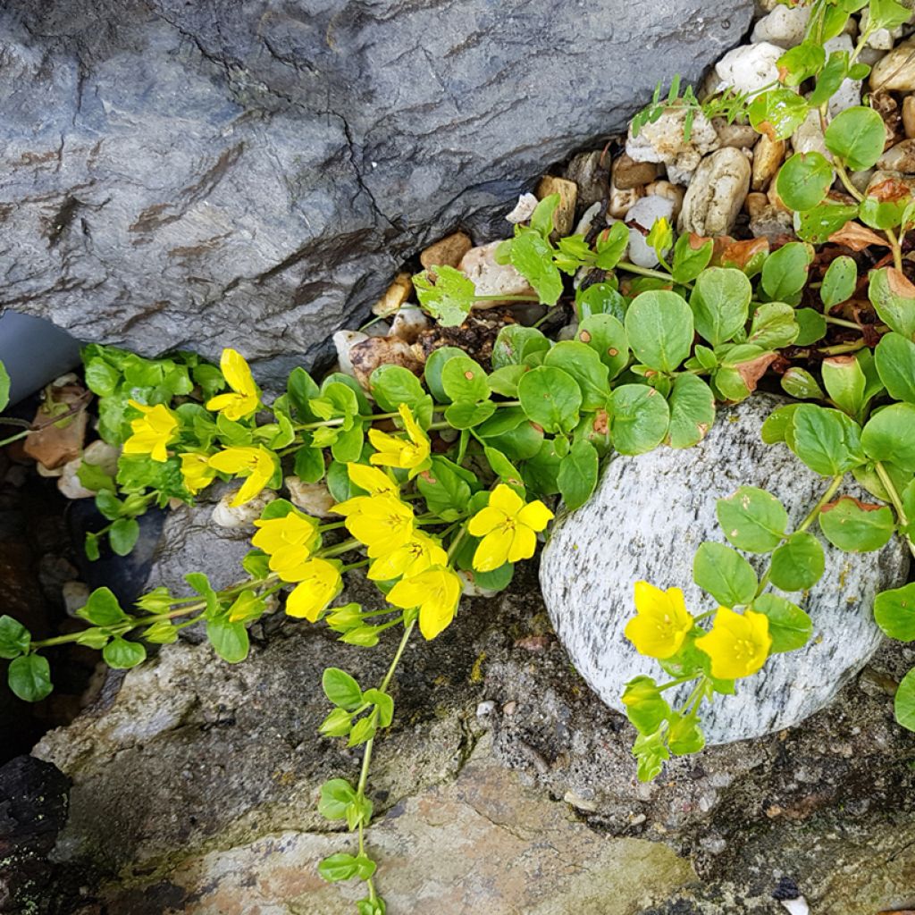 Lysimachia nummularia - Creeping Jenny