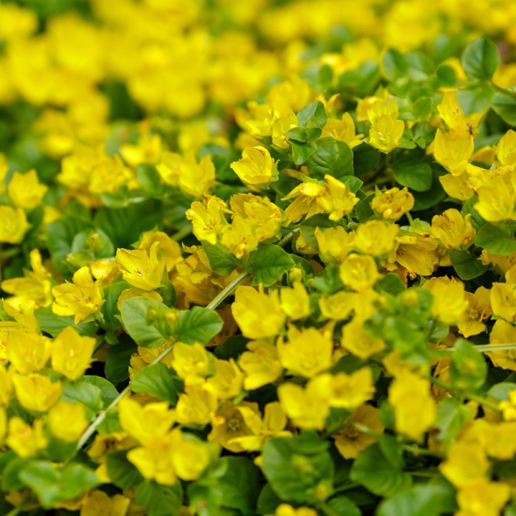 Lysimachia nummularia - Creeping Jenny