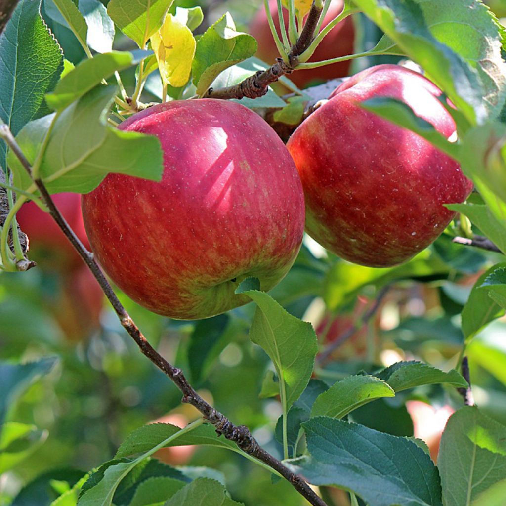 Apple Tree Belle fille de l'Indre - Malus domestica