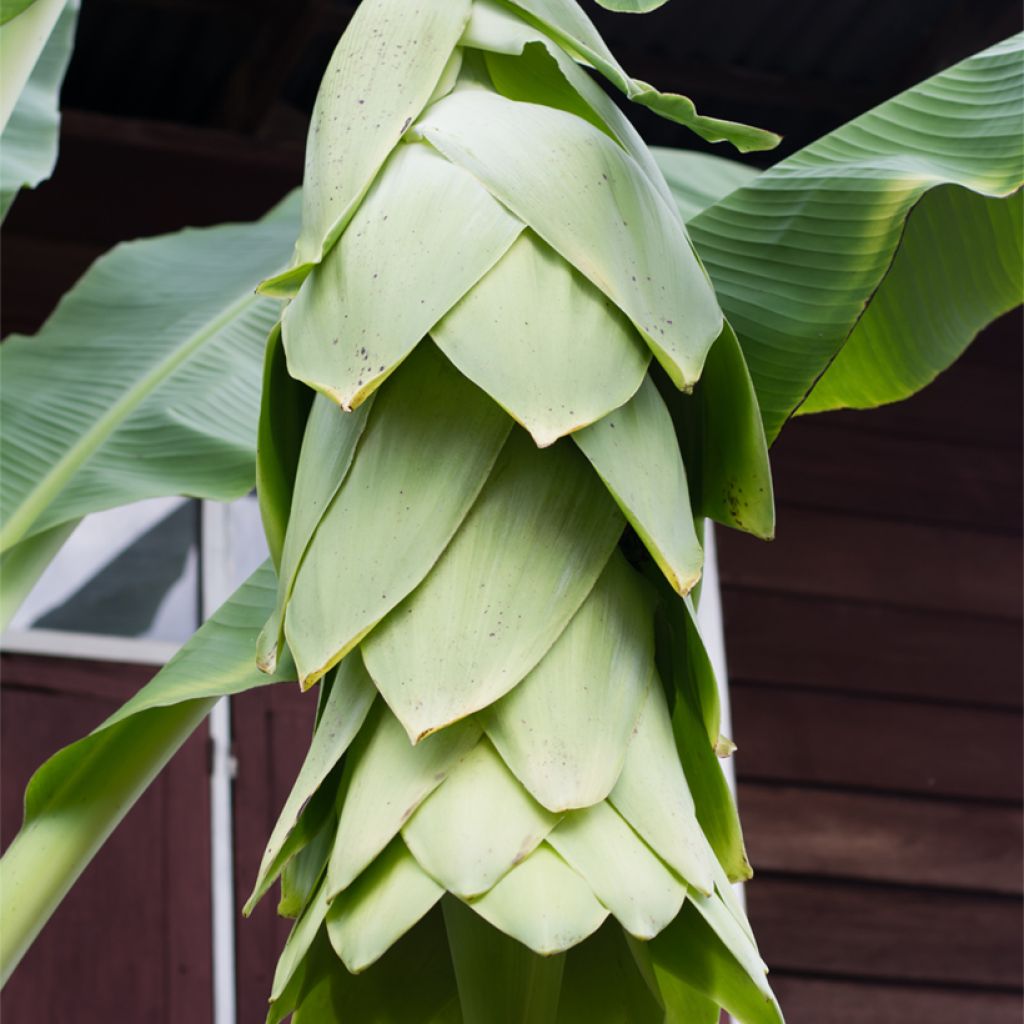 Ensete glaucum - Snow Banana