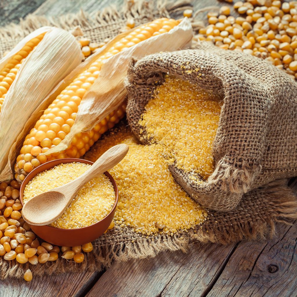 Zea mays 'Mergoscia'