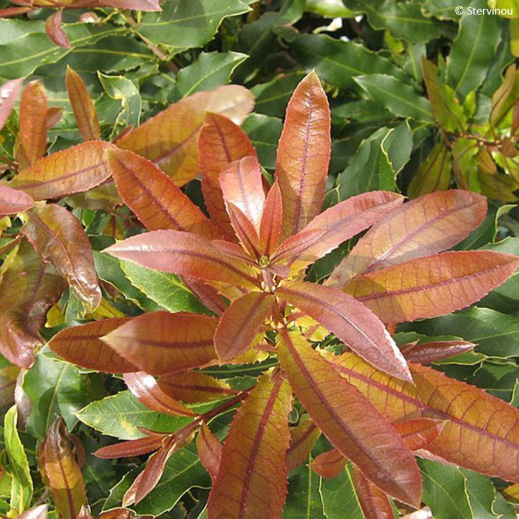 Macadamia integrifolia x tetraphylla Beaumont - Macadamia Nut