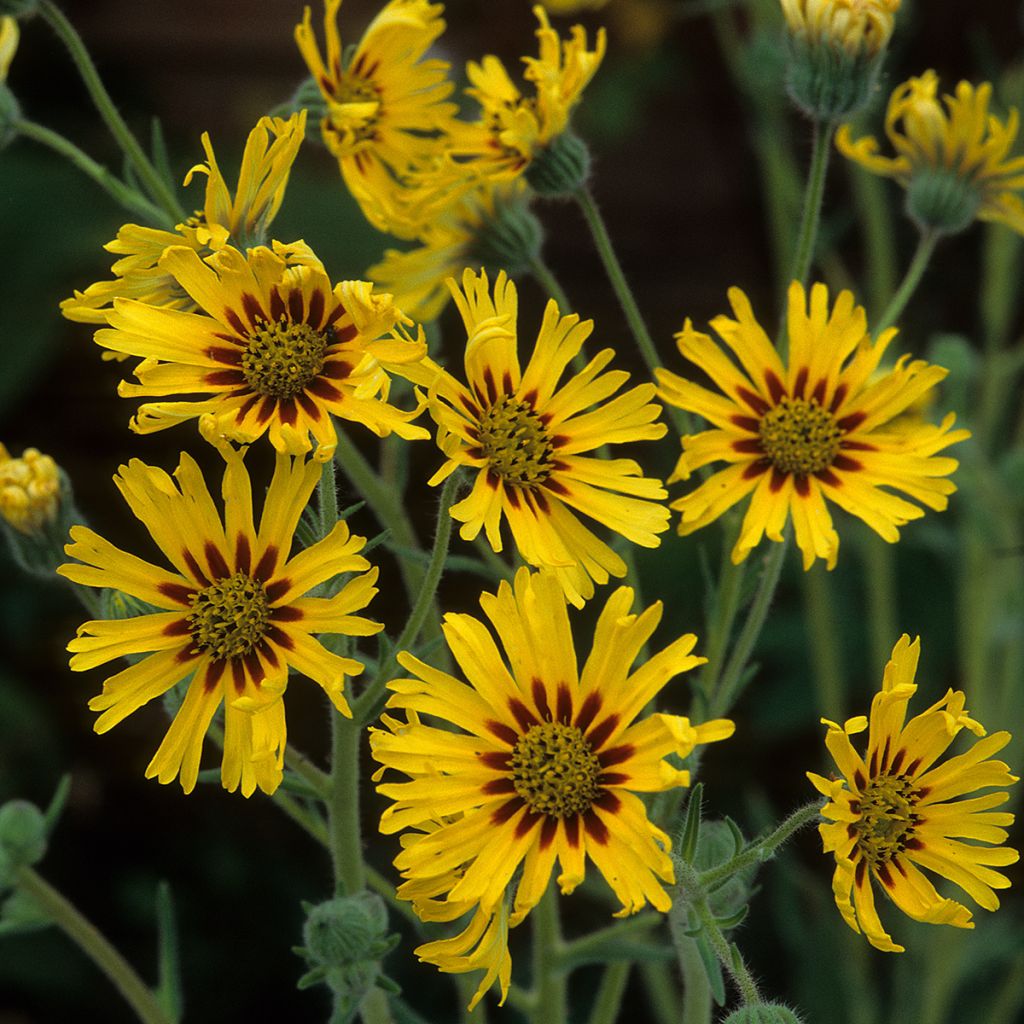 Madia elegans Tropical Fruits - Elegant Tarweed seeds