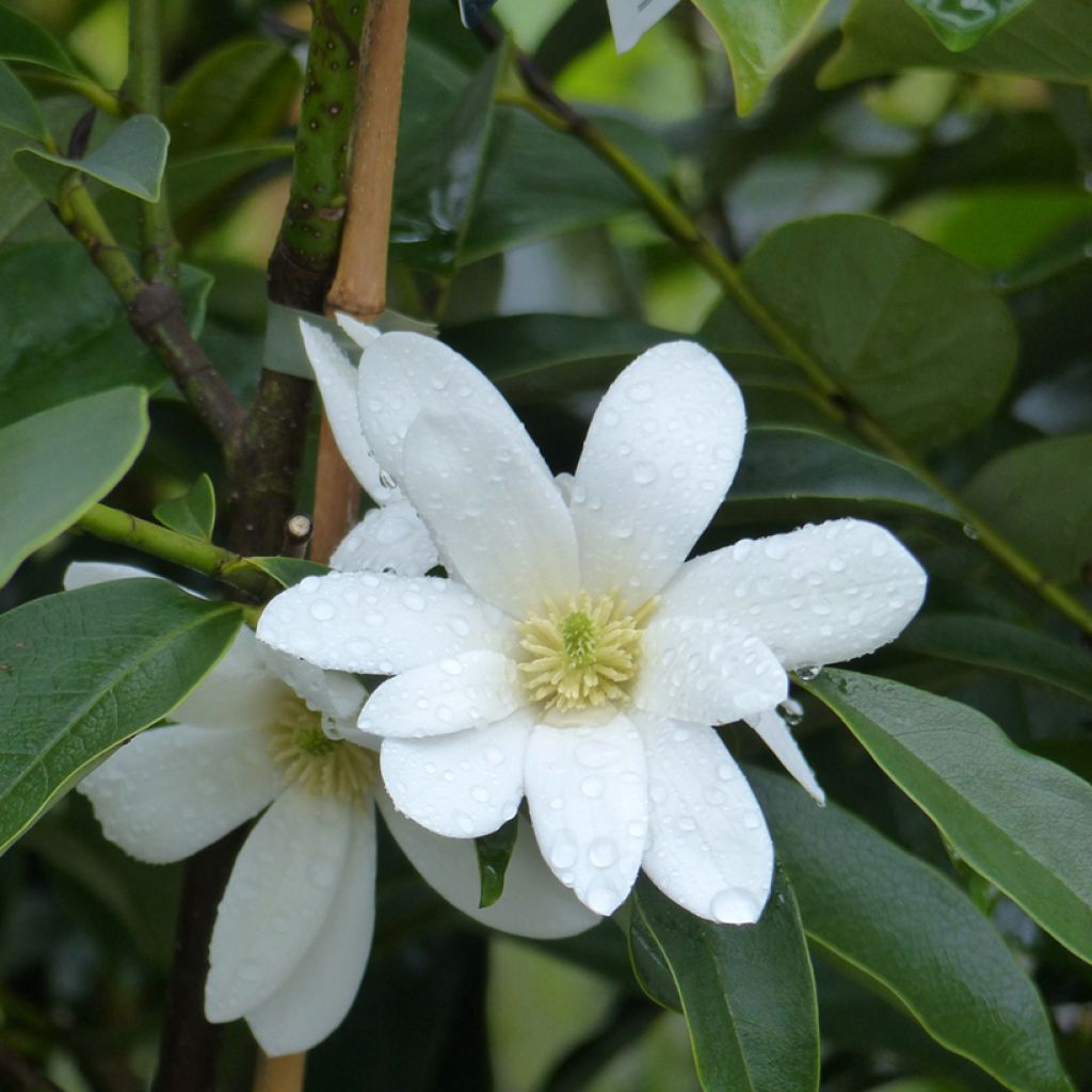 Magnolia Fairy White