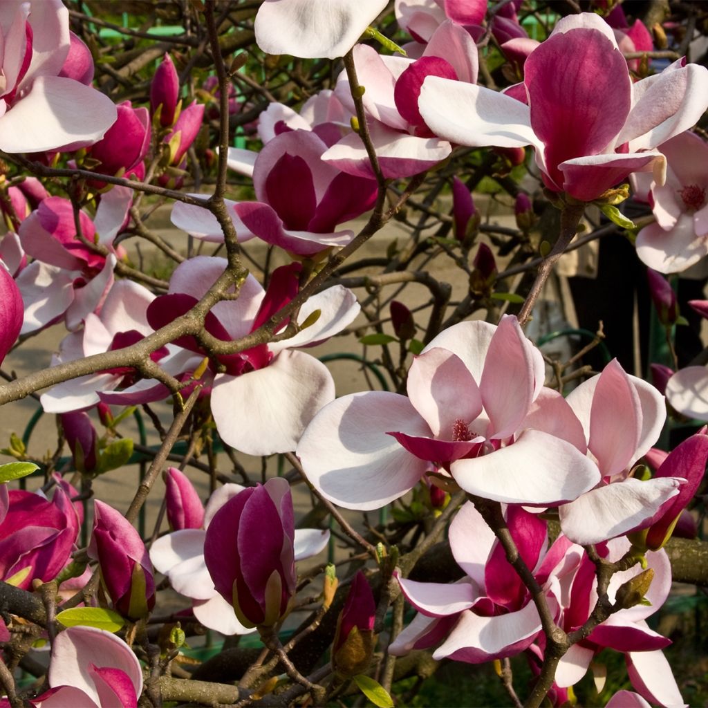 Magnolia March Till Frost