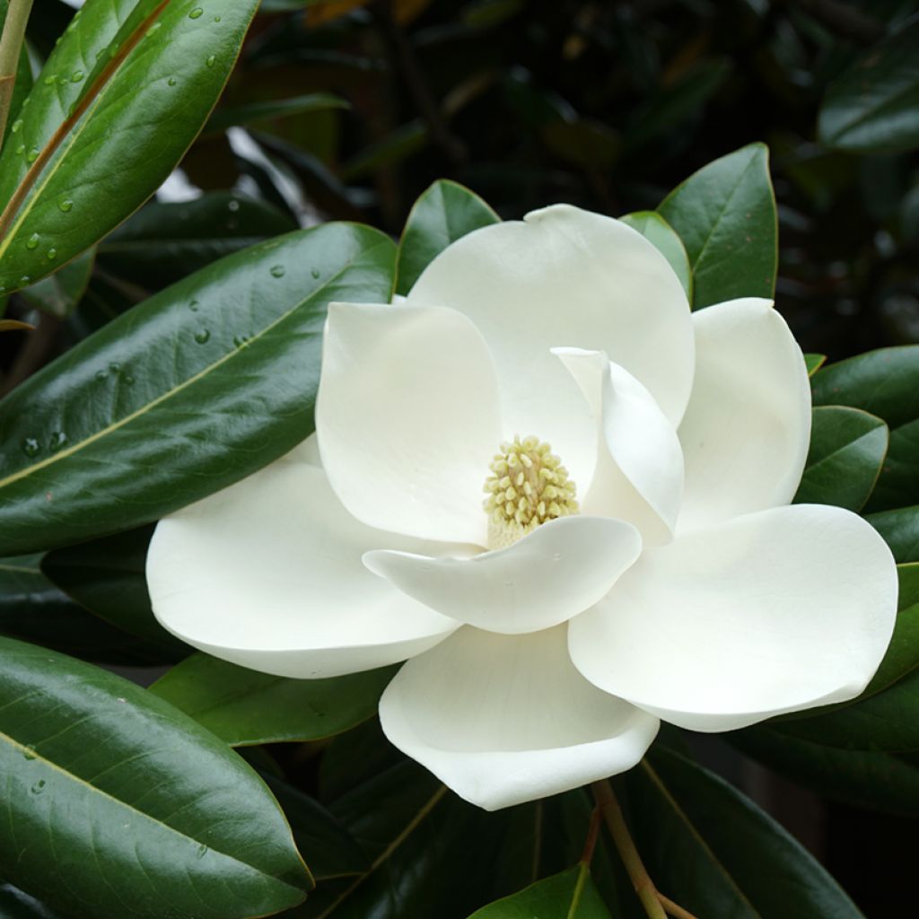 Magnolia grandiflora 'Victoria'