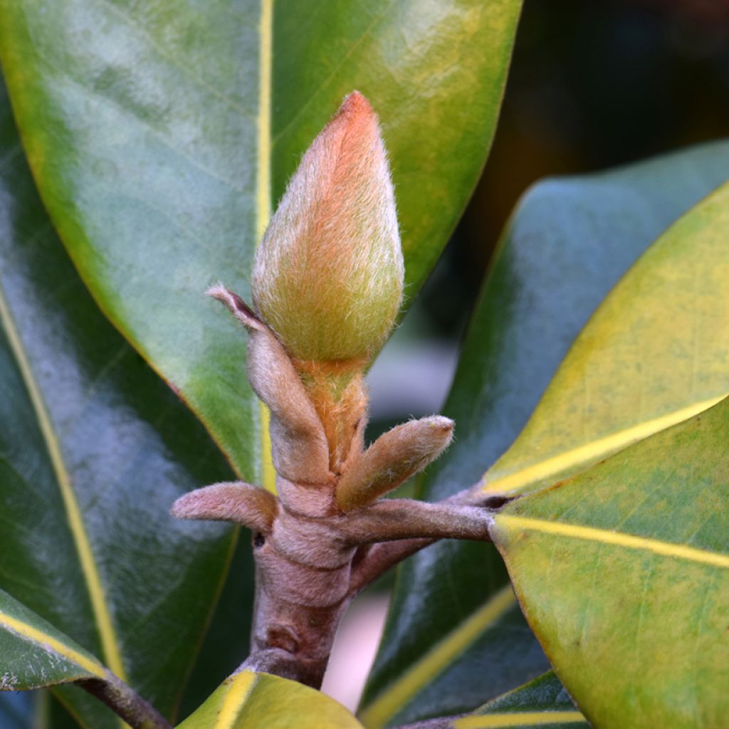 Magnolia grandiflora 'Victoria'