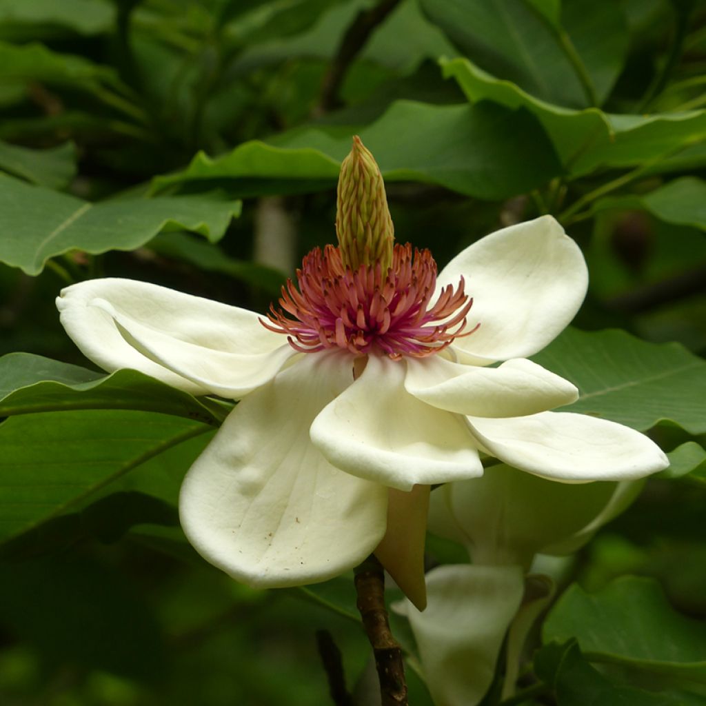 Magnolia hypoleuca