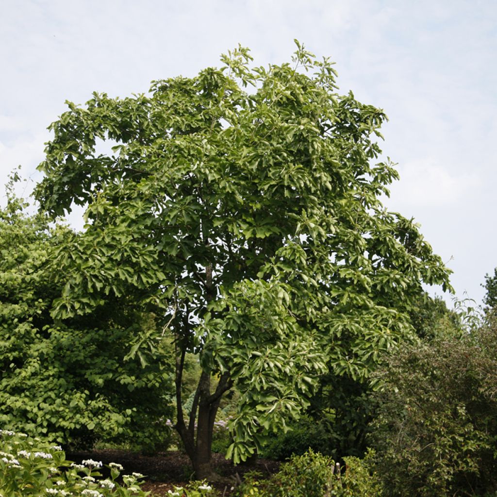 Magnolia officinalis 