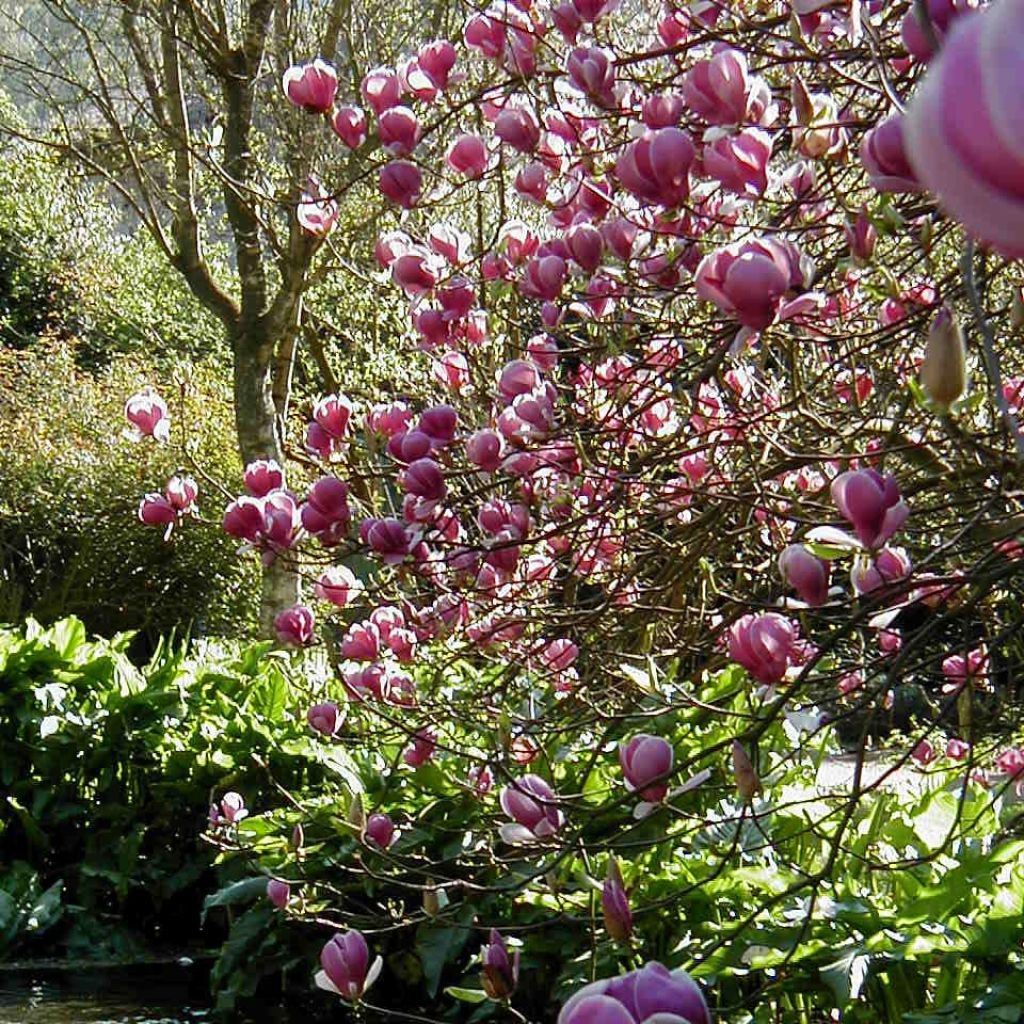 Magnolia x soulangeana Lennei
