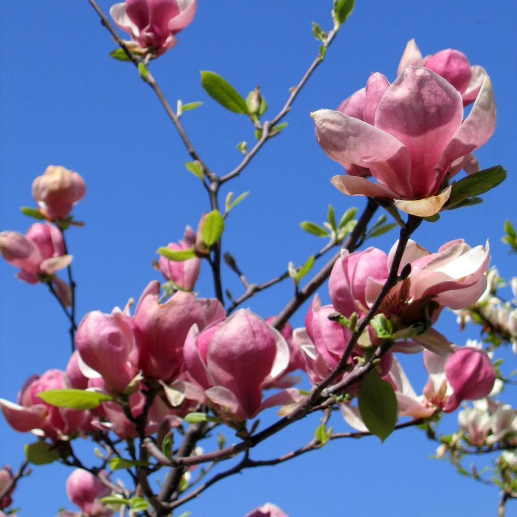 Magnolia soulangeana Lennei