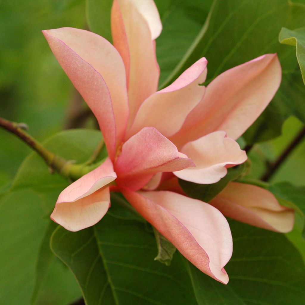 Magnolia acuminata Flamingo